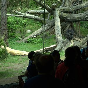 Western Lowland Gorilla enclosure