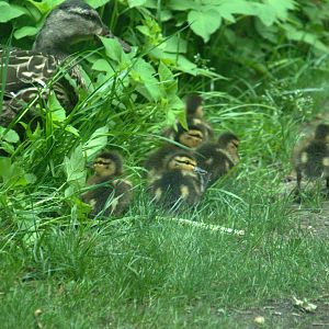 Mallard duck/lings