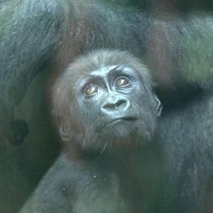 Baby Western Lowland Gorilla