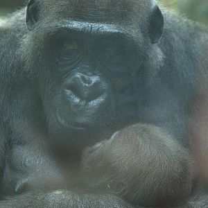 Mother and baby Western Lowland Gorilla