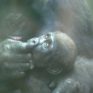 Baby Western Lowland Gorilla