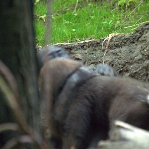 Western Lowland Gorilla Play Fight