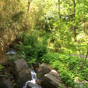 Congo Gorilla Forest