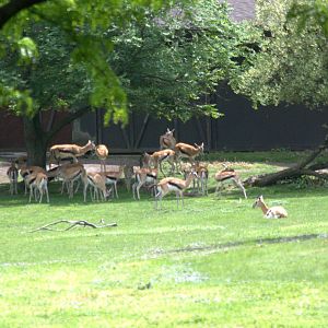 Thomsons gazelle