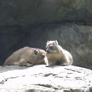 Rock Hyrax