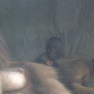 Baby Gelada