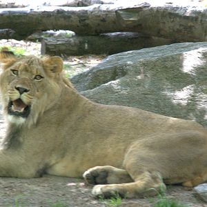 Transvaal Lion
