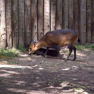 Red flanked Duiker