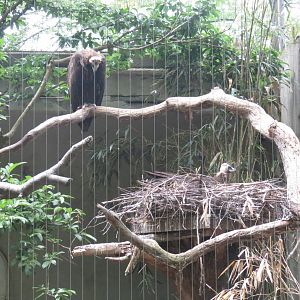 Cinereous Vulture Nesting