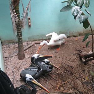 White and Peruvian Pelicans