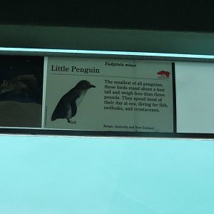 Little Penguin Sign