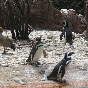 Magellanic Penguins and Ruddy Headed Geese
