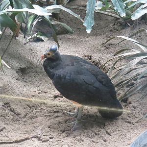 Maleo