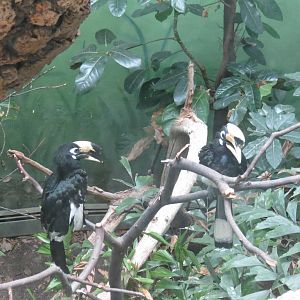 Pied Hornbill