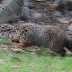 Groundhog