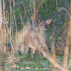 White tailed deer