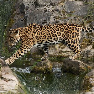 Jaguar - 1st April 2015