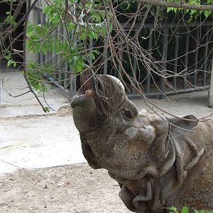 Indian rhinoceros Nim
