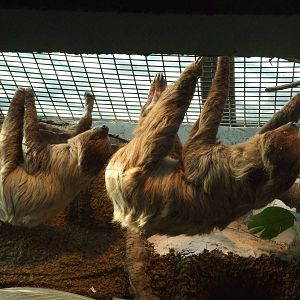 Two-toed sloth
