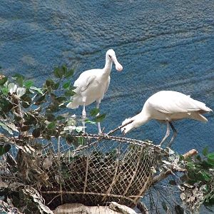 spoonbill nestling