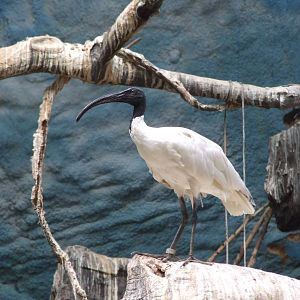 Black-headed ibis