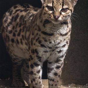 Margay : Port Lympne : 30 Mar 2015