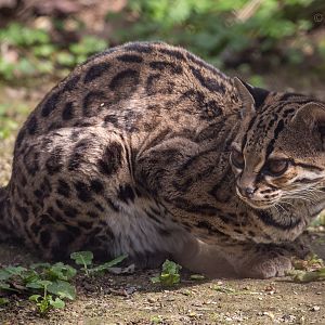 Margay : Port Lympne : 30 Mar 2015