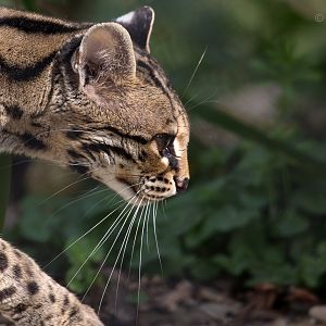 Margay : Port Lympne : 30 Mar 2015