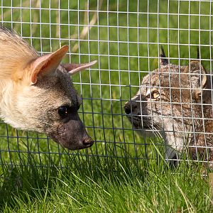 Eastern aardwolf, Canada lynx : Hamerton : 26 Apr 2015
