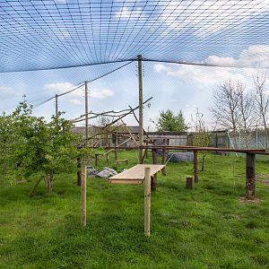 Canada lynx (exhibit) : Hamerton : 26 Apr 2015