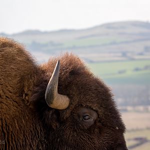 American bison : Whipsnade : 25 Mar 2015