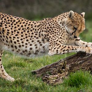 Cheetah : Whipsnade : 25 Mar 2015