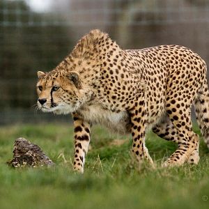 Cheetah : Whipsnade : 25 Mar 2015