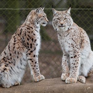 European / northern lynx : Whipsnade : 01 Mar 2015