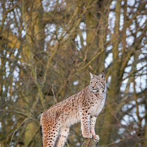 European / northern lynx : Whipsnade : 14 Mar 2015