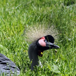 Crowned Crane