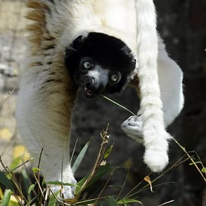 Crowned Sifaka