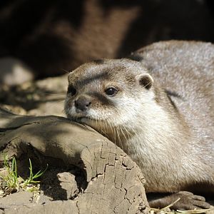 Oriental Small-clawed Otter