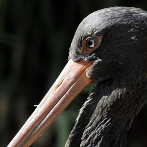 Black Stork
