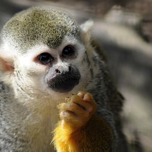 Squirrel Monkey