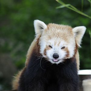 Red Panda