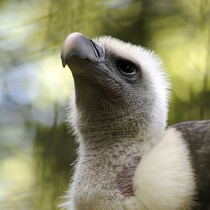 Ruppell's Griffon Vulture