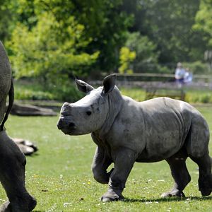 Ian - Baby White Rhinoceros