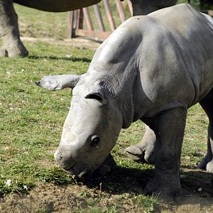 Ian - Baby White Rhinoceros