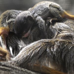 Baby Emperor Tamarin Twins