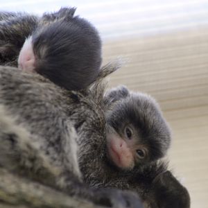 Baby Emperor Tamarin Twins