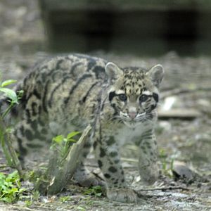 Clouded Leopard Cub