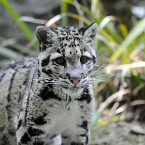 Nimbus - Clouded Leopard