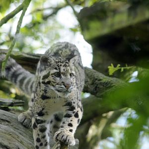Nimbus - Clouded Leopard