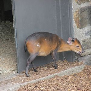 red flanked duiker bronx zoo easter 2015
